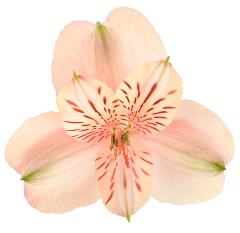 Alstroemeria[Canyon]