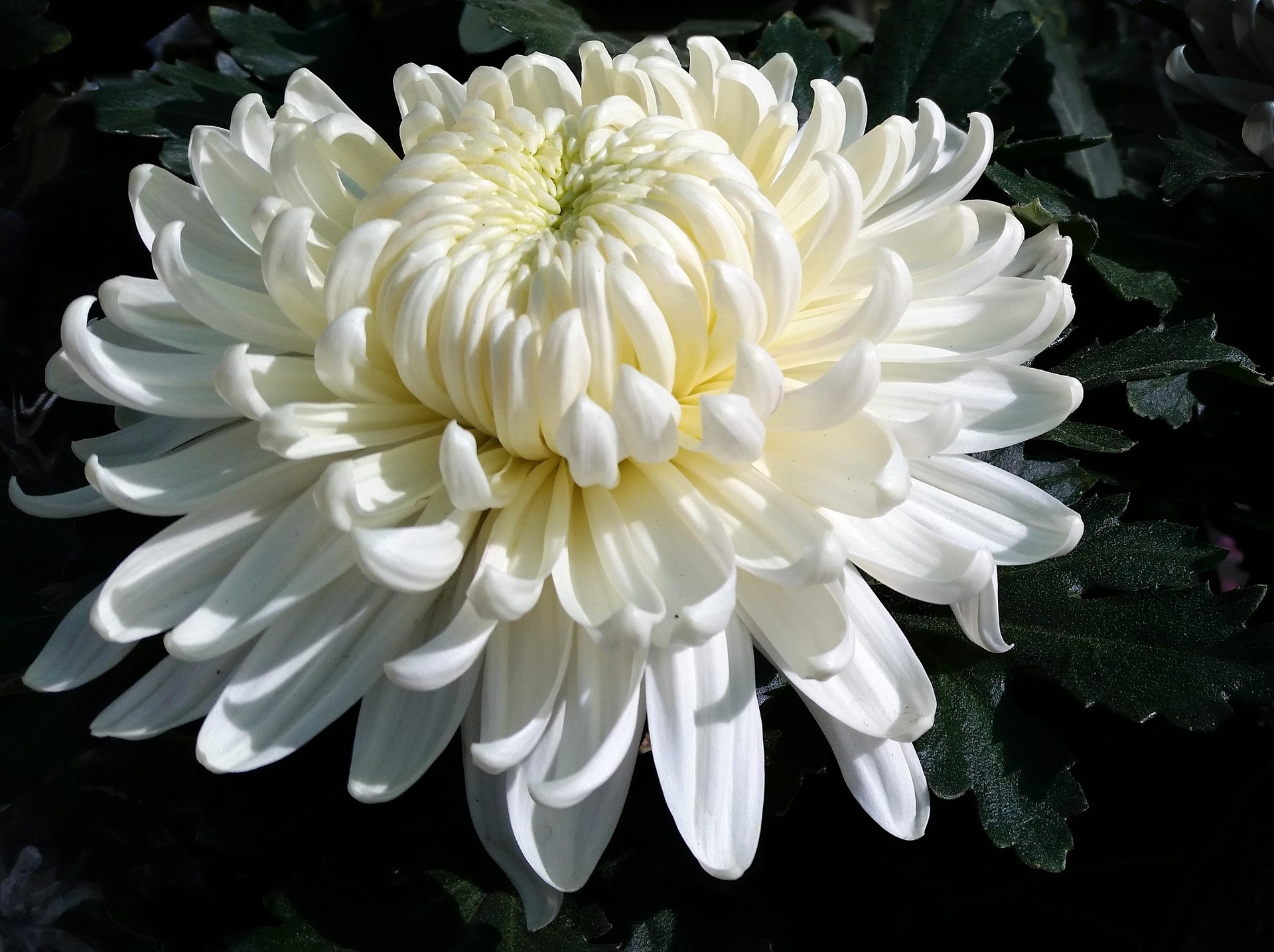 Chrysanthemum