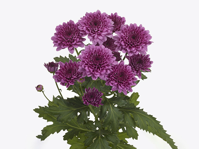 Chrysanthemum[Malibu Purple]