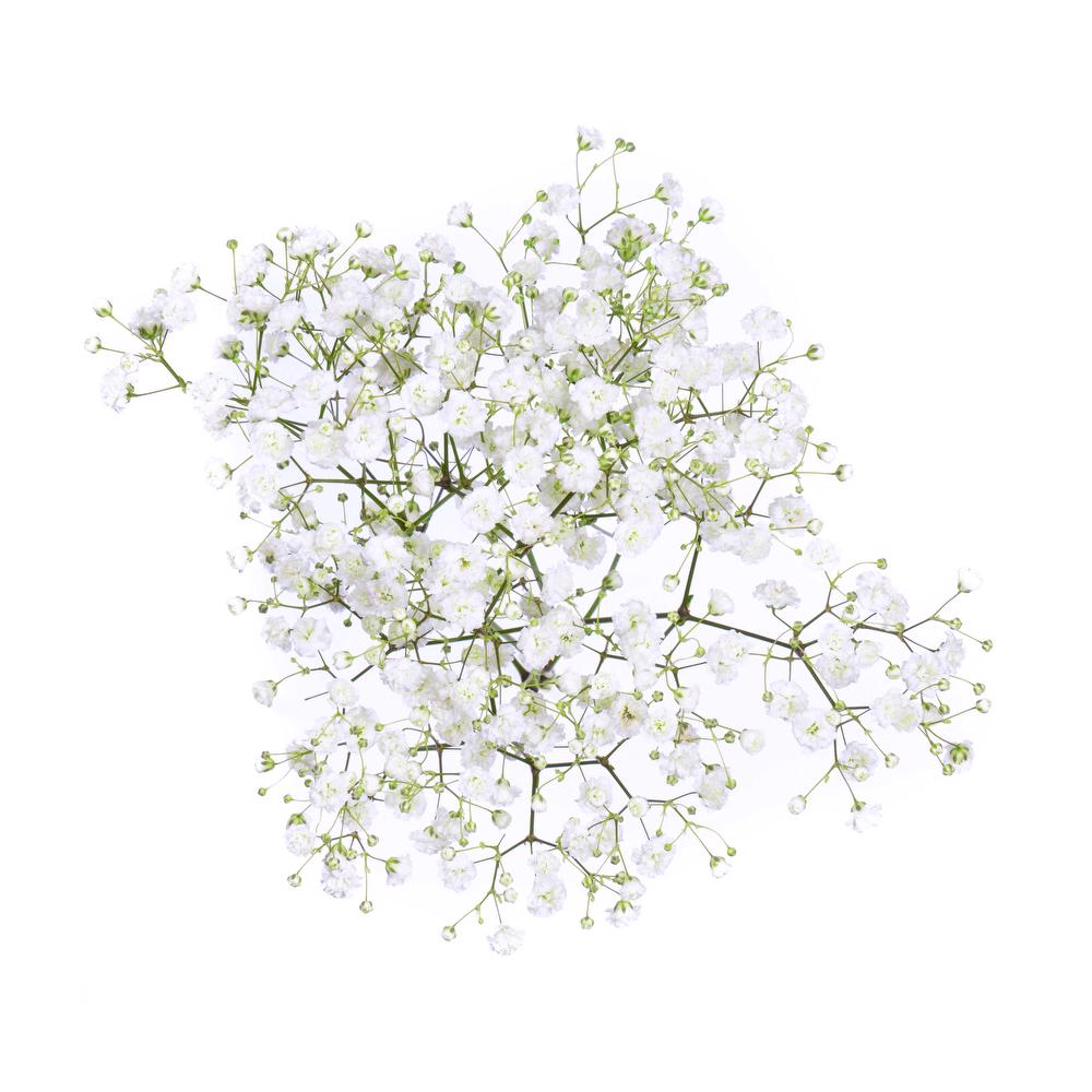 Gypsophilia[Xlence]