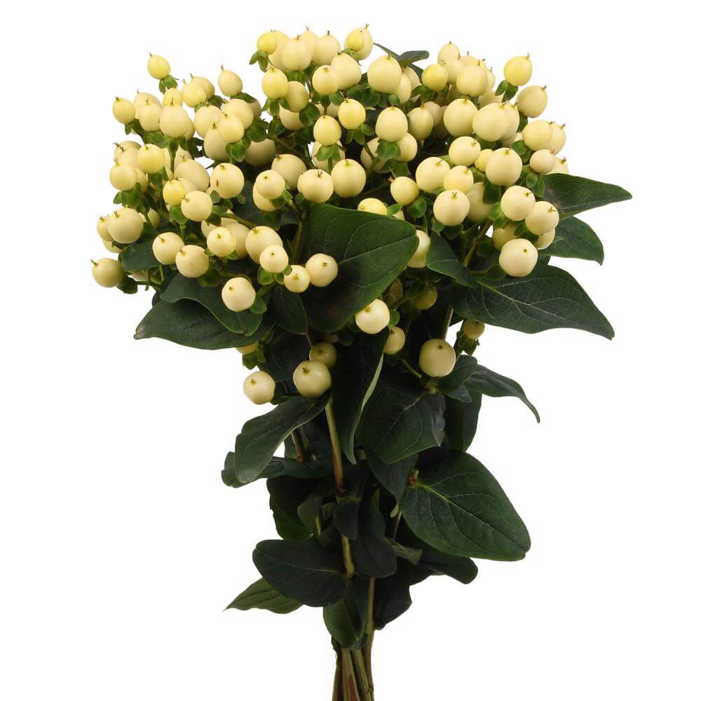 Hypericum[Magical Snow Prince]