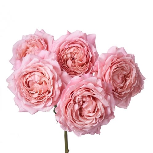 Spray Roses[Julietta]