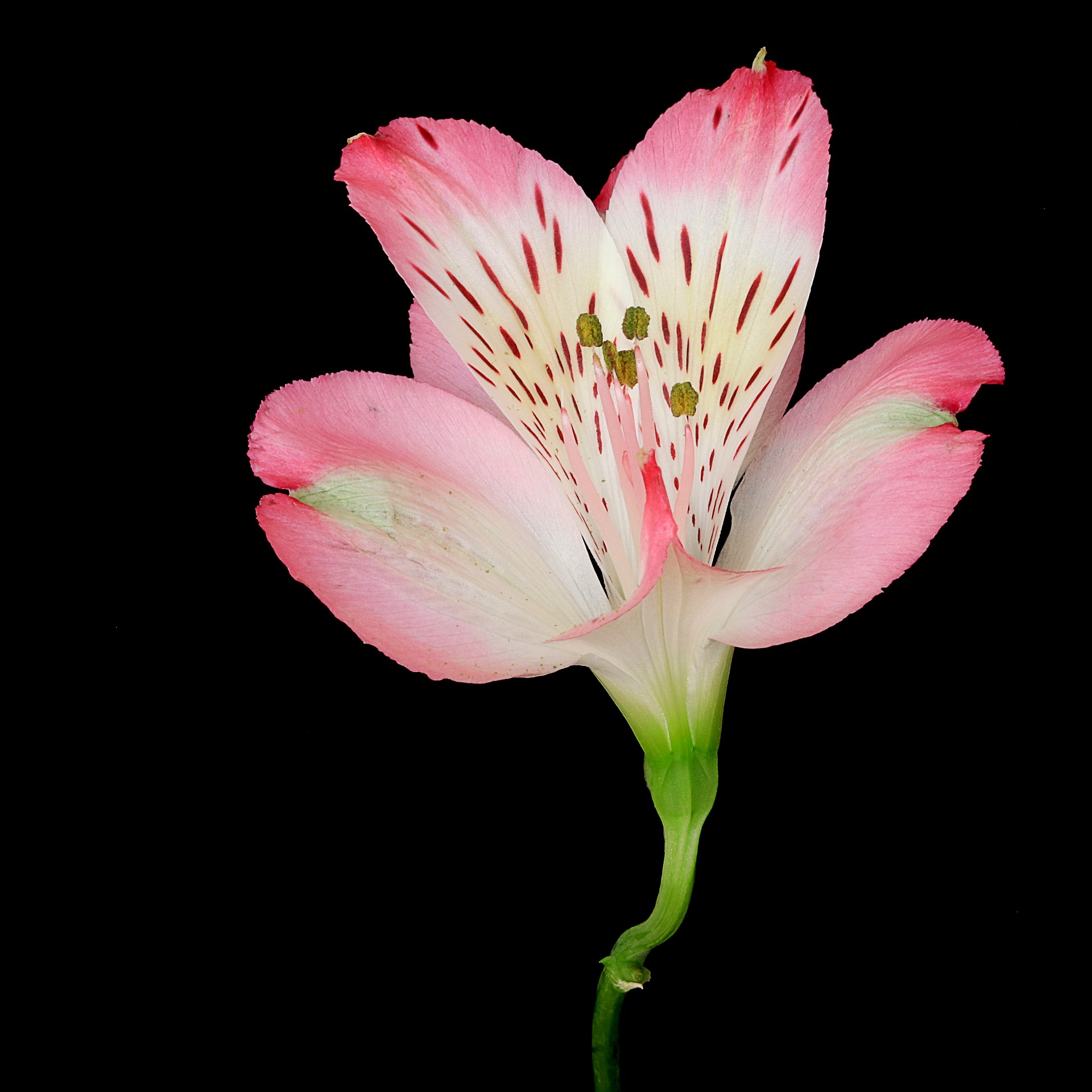 Peruvian Lilly