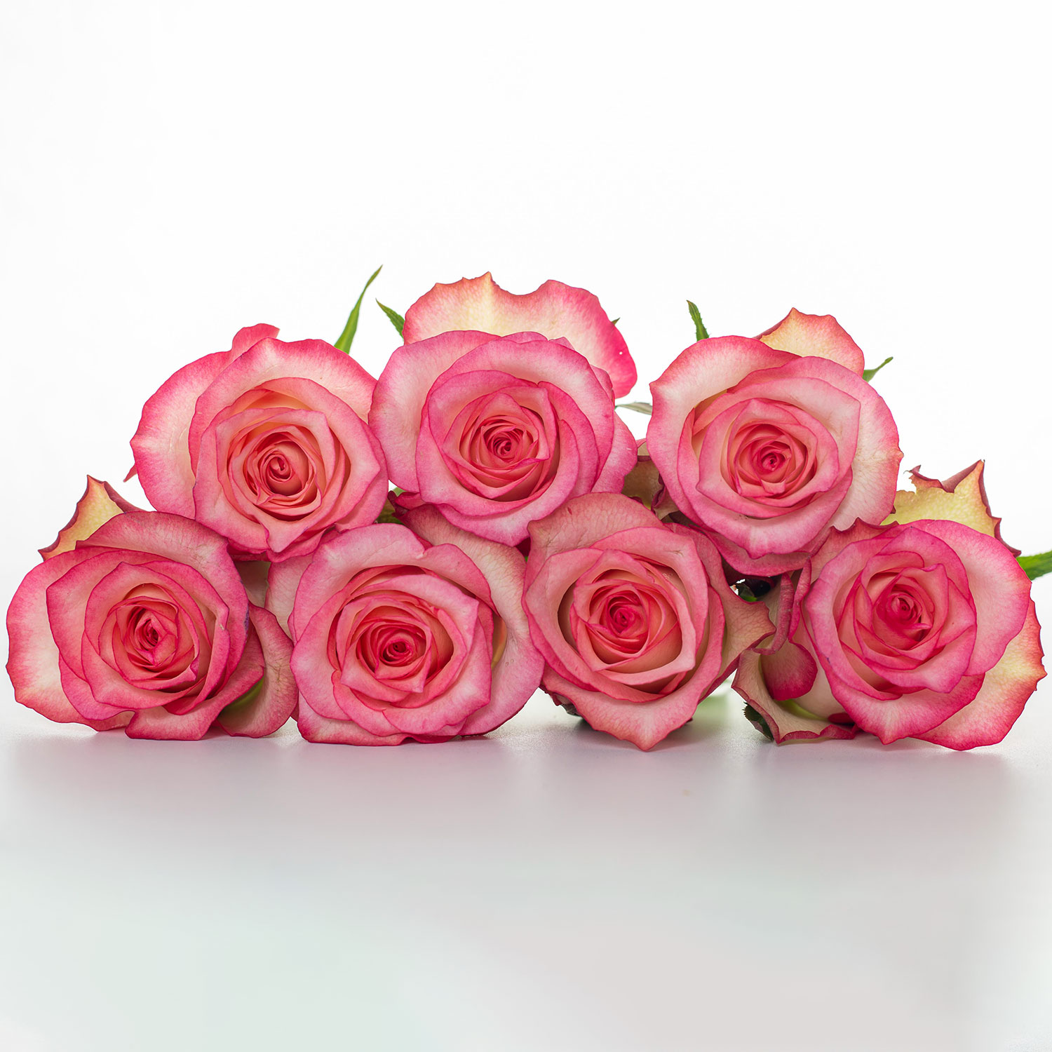 Standard Roses[Albertross]