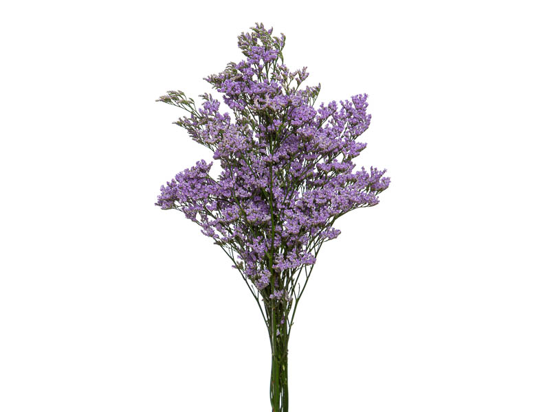 Limonium Safora Lilac